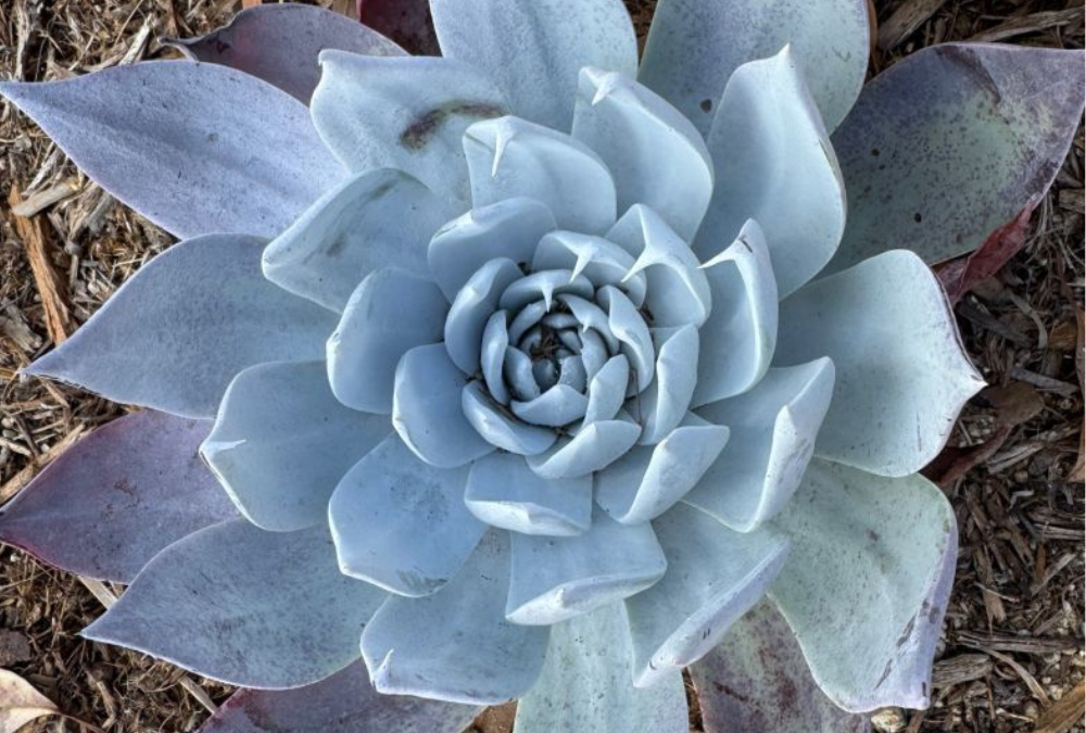 What if your leadership development plan included time under a eucalyptus tree?